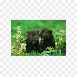 Panther animals nature 
