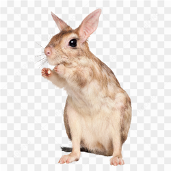 Rabbit animals nature 