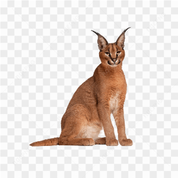 Cat animals nature 