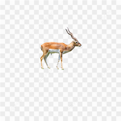 Deer animals nature 
