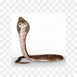 Snake animals nature 