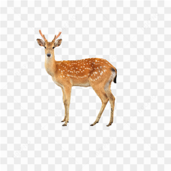 Deer animals nature 