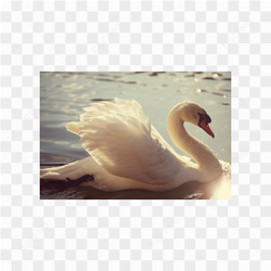 Animals nature cisne
