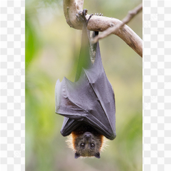 Animals nature murcilago 