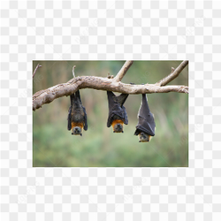 Murcilago animals nature 