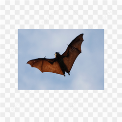Bat animals nature 