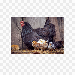 Hen chicken animals nature 
