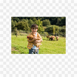 Boy hen animals nature 