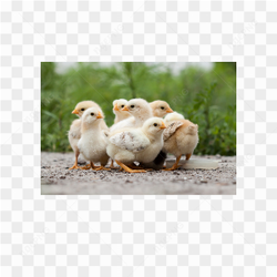 Chicken animals nature 