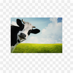 Cow animals nature 