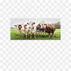Cow animals nature 