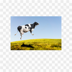 Cow animals nature 