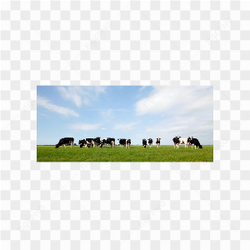 Cow animals nature 