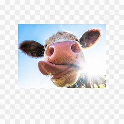Cow animals nature 