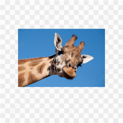 Giraffe animals nature 