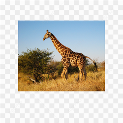 Giraffe animals nature 