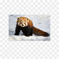 Fox animals nature 