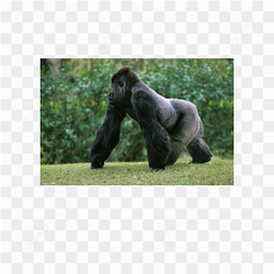 Gorilla animals nature 