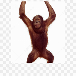 Orangutan animals nature 