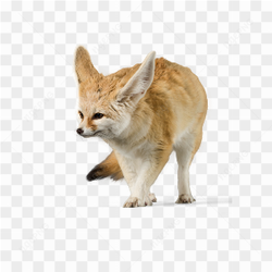 Fox animals nature 