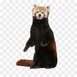 Fox animals nature 