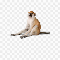 Monkey animals nature 