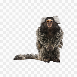 Monkey animals nature 