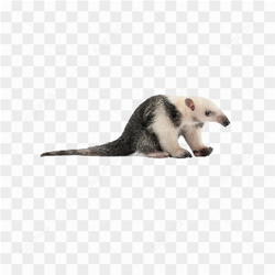 Anteater animals nature 