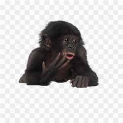Monkey animals nature 