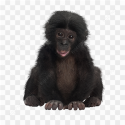 Monkey animals nature 