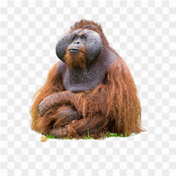 Orangutan animals nature 