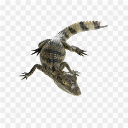 Alligator animals nature 