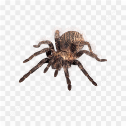Spider animals nature 