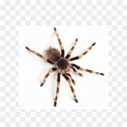 Spider animals nature 