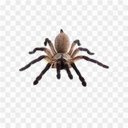 Spider animals nature 