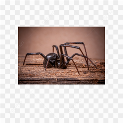Spider animals nature 