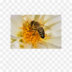 Bee animals nature 