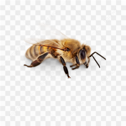 Bee animals nature 