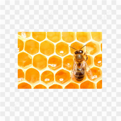 Bee animals nature 