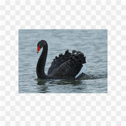 Swan animals nature 