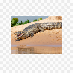 Caiman animals nature 