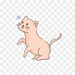 Kucing mengejar kupu kupu
