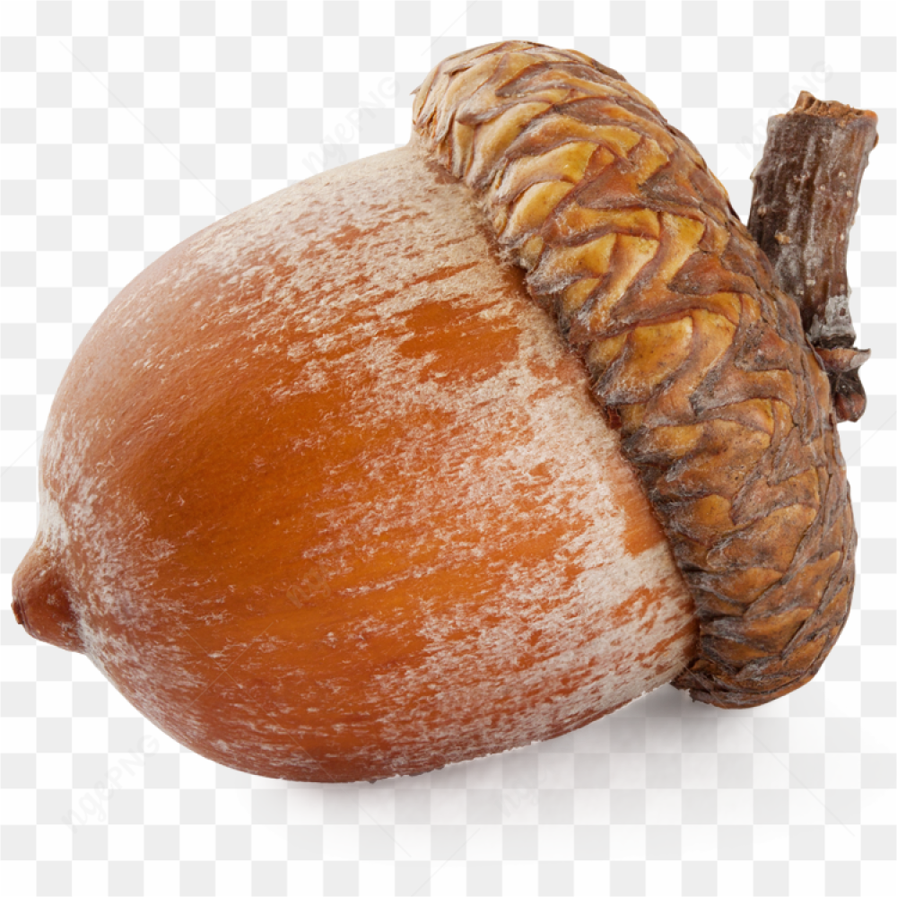 Gros plan d'un gland
