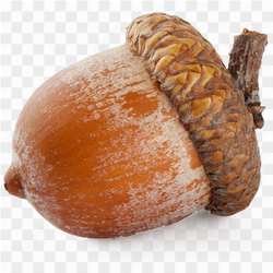 Gros plan d'un gland