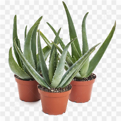 Plantes d'intrieur en pot 