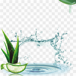 Fracheur et hydratation avec une feuille d'aloe vera