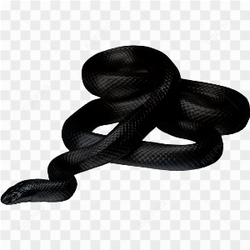 Serpent noir sur fond blanc