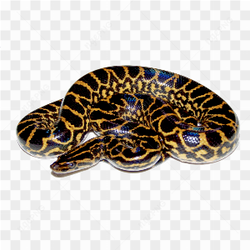 Serpent noir et jaune
