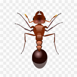 Un Fourmi rouge