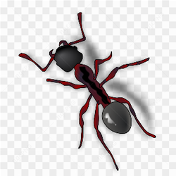 Une fourmi noire